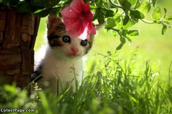 Tiny Flower Kitten