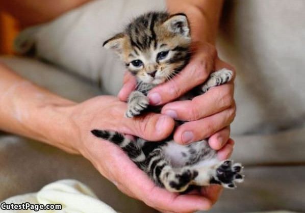 Tiny Handful