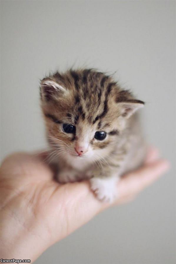 Tiny Handful