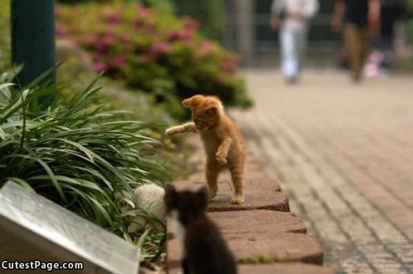 Tiny Kitten Attack