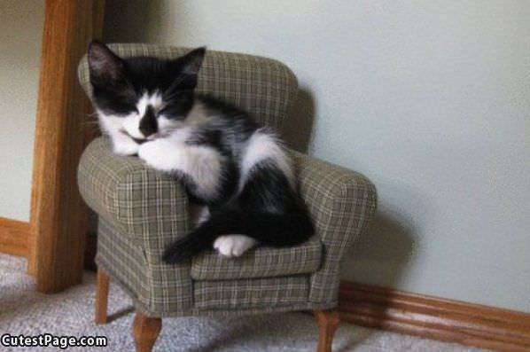 Tiny Kitten Couch