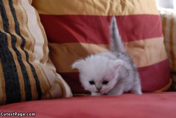 Tiny Kitten Is Cute