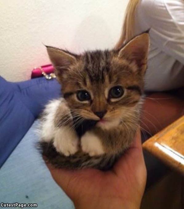 Tiny Kitty