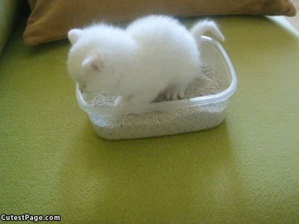 Tiny Litter Box