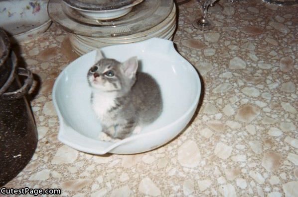 Tiny Little Cute Kitten