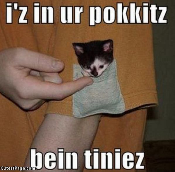 Tiny Pocket Kitten