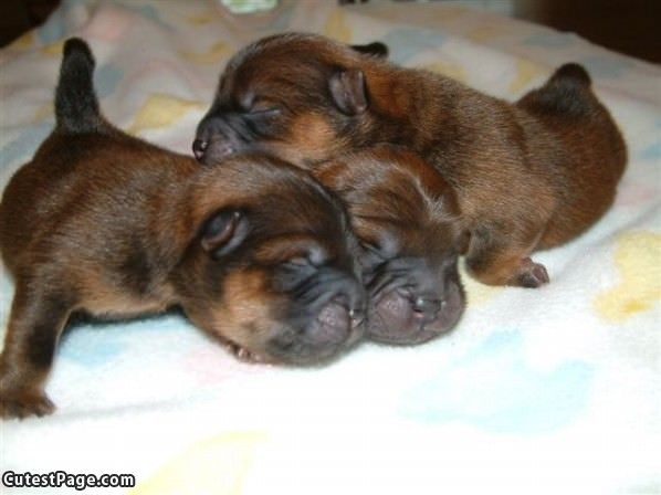 Tiny Pups