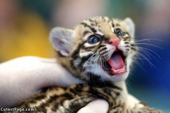 Tiny Roar