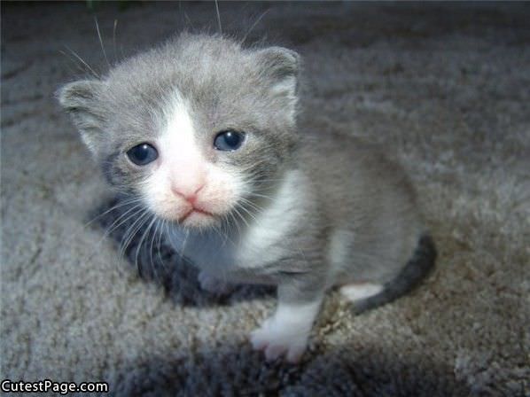 Tiny Tiny Cute Kitten