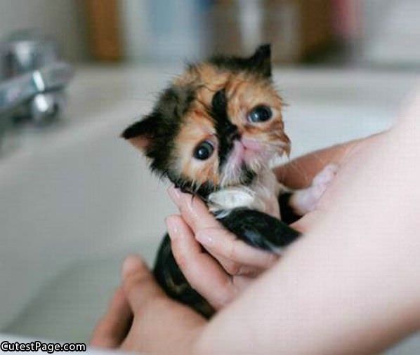Tiny Wet Cute Kitten