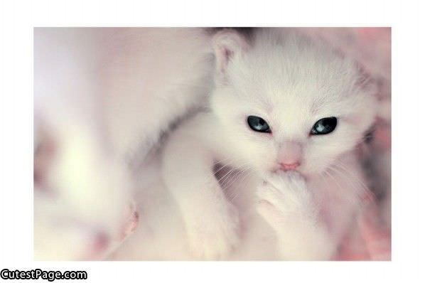 Tiny White Cute Kitten