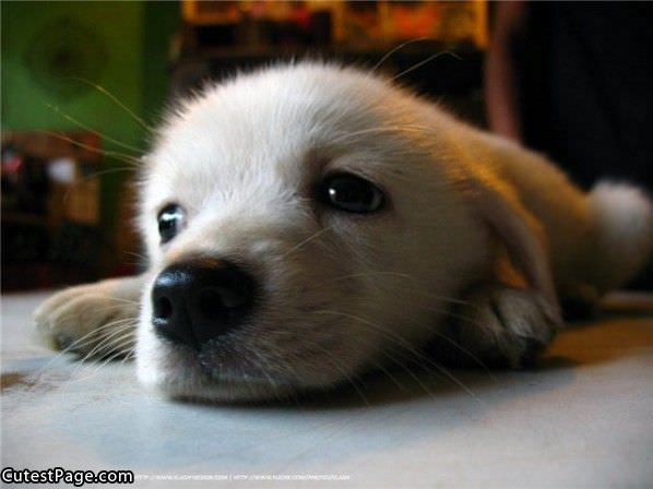 Tired Cute Puppy