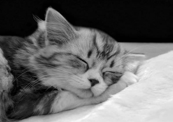 Tired Kitten