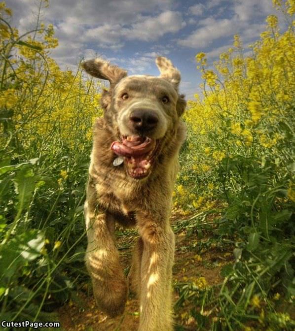 Tongue Out Cute Dog