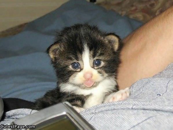 Tongue Out Cute Kitten