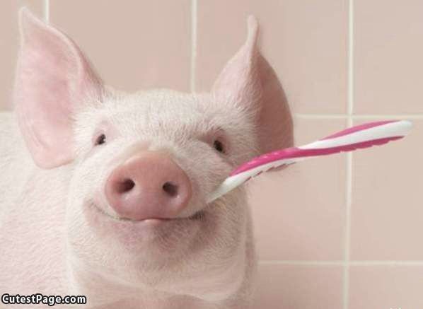 Tooth Brush Pig