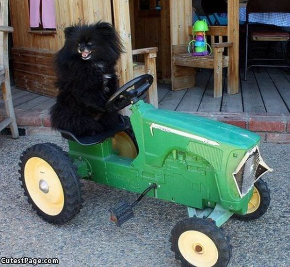 Tractor Dog