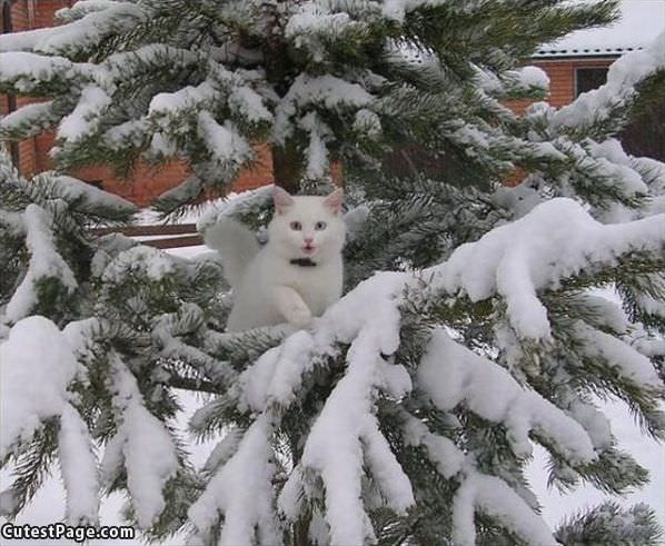 Tree Cat