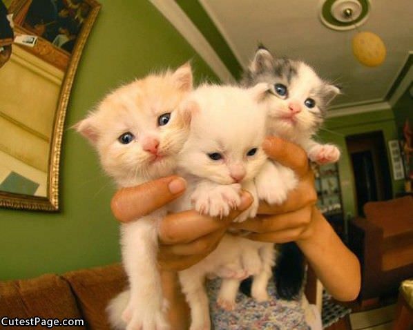 Triple Cute Kittens