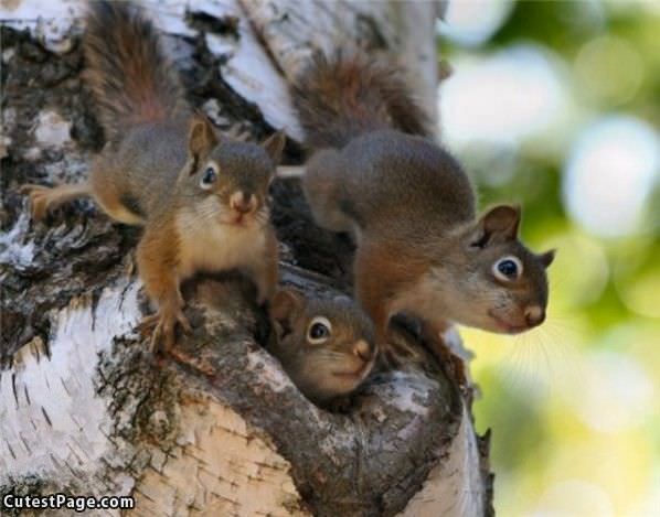 Triplets