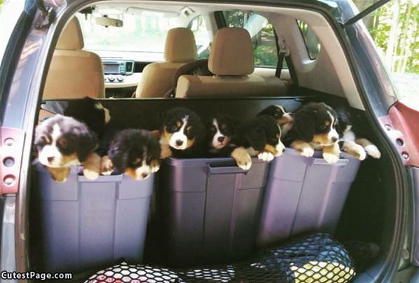 Trunk Of Puppies
