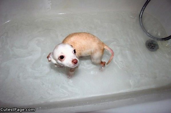 Tub Cute Dog