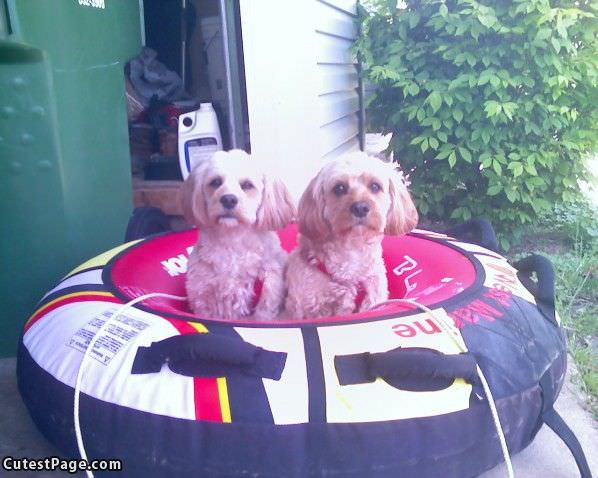 Tubin Cute Dogs