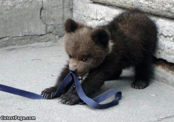 Tug Cute Bear