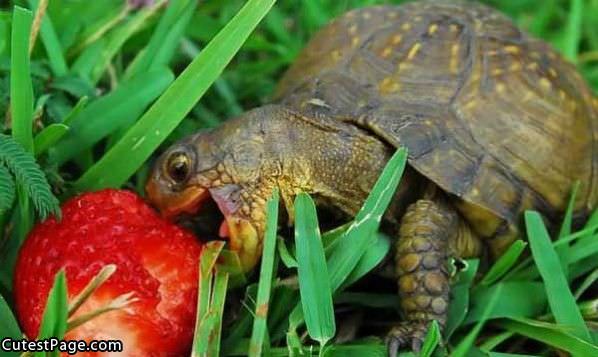 Turtle Cute Nom Nom