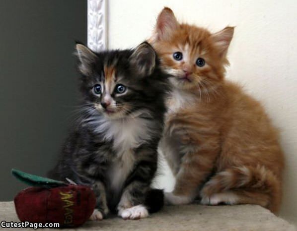 Two Cute Kittens