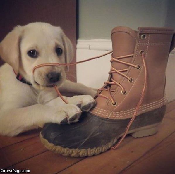 Tying Up Your Shoes