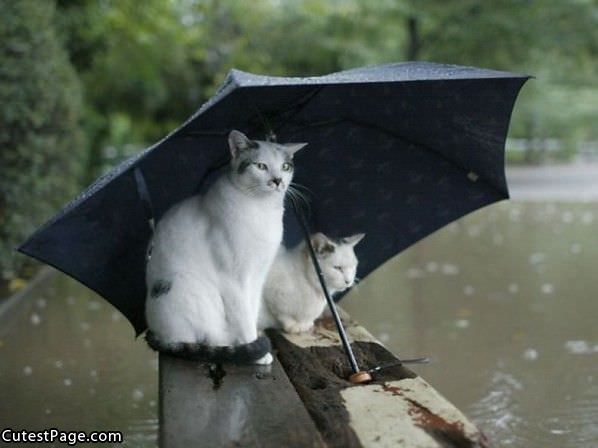 Umbrella Cats