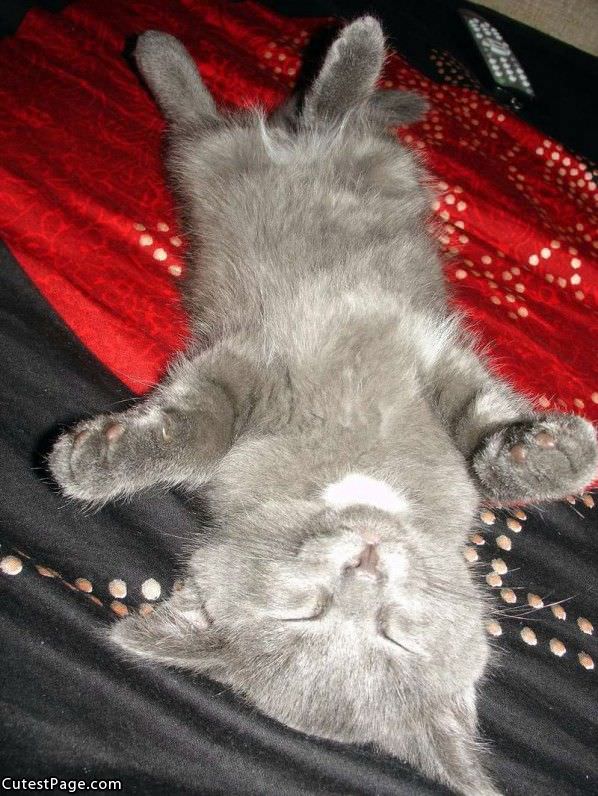 Upside Down Sleep Cat