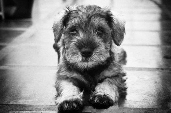 Very Cute Puppy