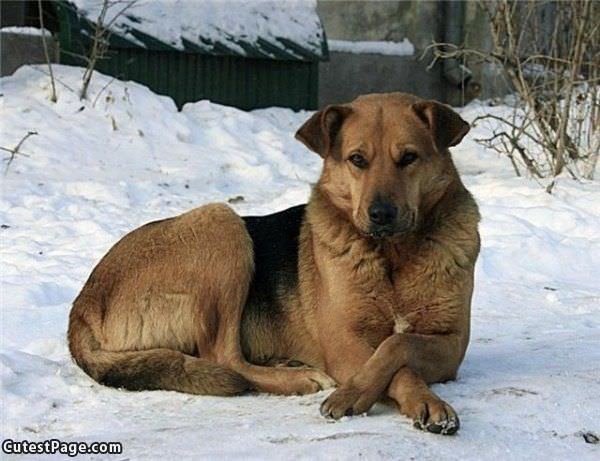 Very Relaxed Cute Dog