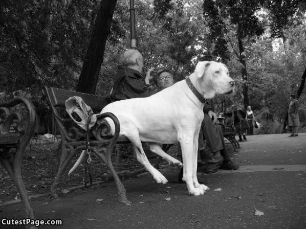 Very Smart Cute Dog