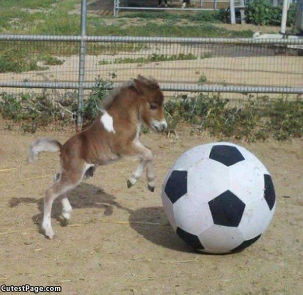 Very Tiny Horse