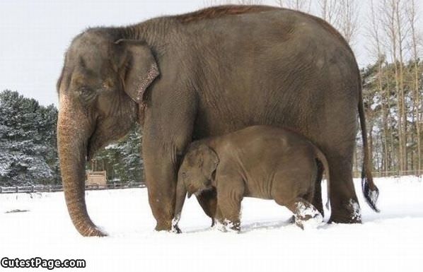 Warm Elephant