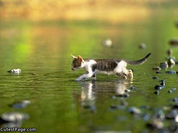 Water Cat