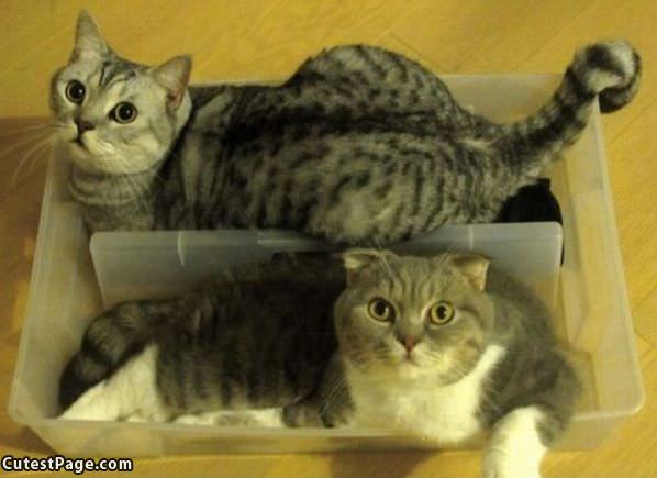 We Are The Box Cats
