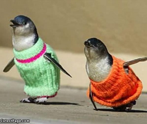 We Has Sweaters