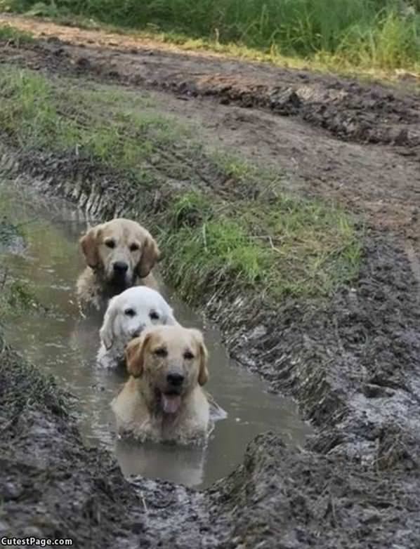 We Love The Mud