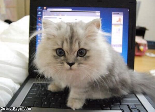 Web Surf Cat