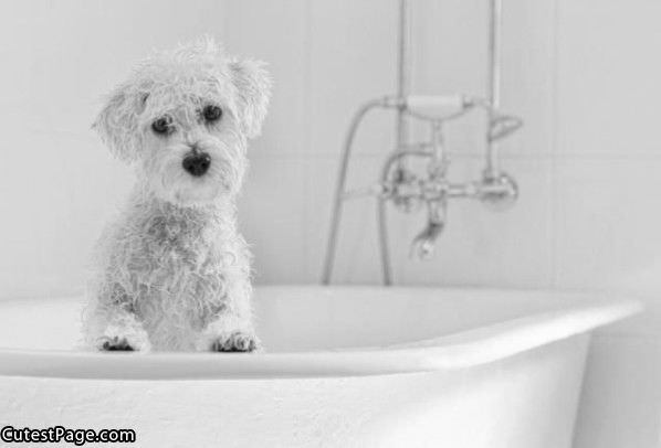 Wet Cute Puppy