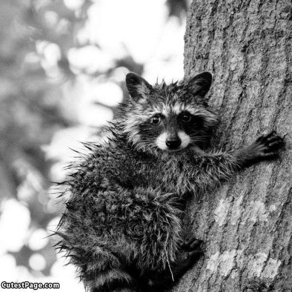 Wet Racoon