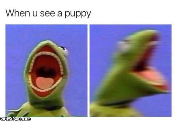 When You See A Puppy