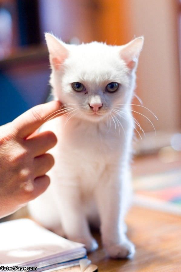 White Cat