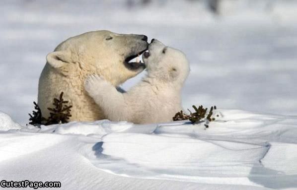 White Cute Bears