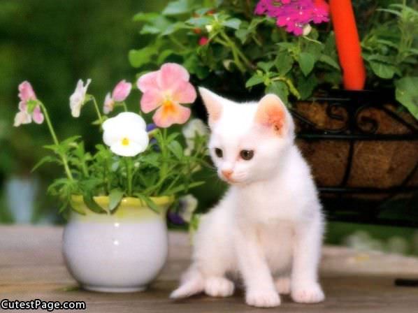 White Cute Kitten With Flowers