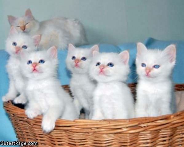 White Cute Kittens